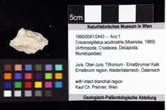 Foto (Objket + Etiketten) von Cracensigillatus acutirostris (Moericke, 1889) 